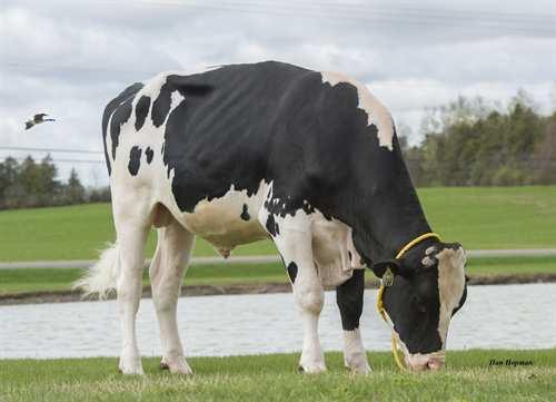 Praise PROGENESIS PRAISE 0200HO10736 MUSCADET x ENFORCER x CAMERON LEADERWIN MUSCADET PROGENESIS ENFORCER PAT GP-82-3YR-CAN MR LOOKOUT P ENFORCER RUSSELLWAY CAMERON PINKY GP-83-2YR-CAN SHEMA JEEVES