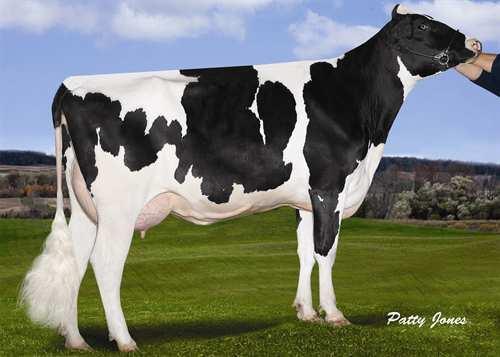 Adorable STANTONS ADORABLE 0200HO10660 SUPERSHOT x MCCUTCHEN x OBSERVER COGENT SUPERSHOT STANTONS MCCUTCHEN 1174 AGREE VG-88-4YR-CAN 1* DE-SU BKM MCCUTCHEN 1174 STANTONS OBSERVER EXTREME