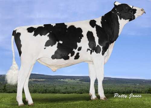 Rigel WESTCOAST RIGEL 0200HO10830 AFTERBURNER x CAMARO x MOGUL SANDY-VALLEY AFTERBURNER PEAK ROSA CAMARO 1013 VG-86-2YR-CAN STANTONS CAMARO ALNA MOGUL ROSA VG-87-2YR-USA MOUNTFIELD SSI DCY MOGUL