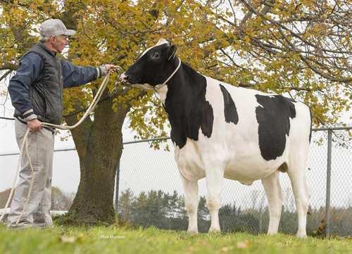 Sidekick WALNUTLAWN SIDEKICK 0200HO10992 ABBOTT x MCCUTCHEN x LAVANGUARD WILLSBRO ABBOTT WALNUTLAWN MCCUTCHEN SUMMER VG-89-3YR-CAN 1* DE-SU BKM MCCUTCHEN 1174 MISTY SPRINGS LAVANGUARD SUE