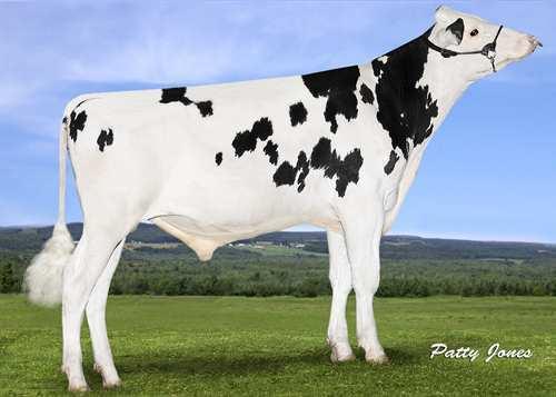 Upright MORNINGVIEW UPRIGHT 0200HO10516 KINGBOY x NUMERO UNO x BAXTER MORNINGVIEW MCC KINGBOY MORNINGVIEW UNO DANIKA GP-84-2YR-USA AMIGHETTI NUMERO UNO MORNINGVIEW BAXTER D-RAE EX-92-5YR-USA