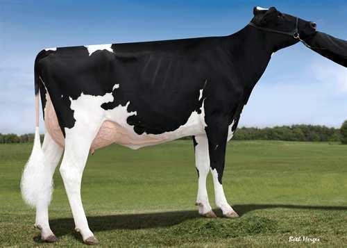 Apprentice *RC ENDCO APPRENTICE RC 0200HO10648 KINGBOY x SUPERSIRE x ALCHEMY *RC MORNINGVIEW MCC KINGBOY BLONDIN TJR SUPERSIRE AROMA VG-85-2YR-USA SEAGULL-BAY SUPERSIRE KHW ALCHEMY ADELINE-RED