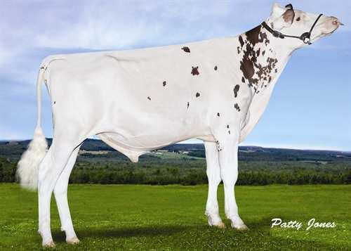 Attico-Red GEN-I-BEQ ATTICO RED 0200HO06657 SYMPATICO *RC x BAXTER x GOLDWYN DYMENTHOLM S SYMPATICO *RC KHW-I AIKA BAXTER VG-89-5YR-CAN 17* EMERALD-ACR-SA T-BAXTER KHW GOLDWYN AIKO EX-91-2E-USA DOM