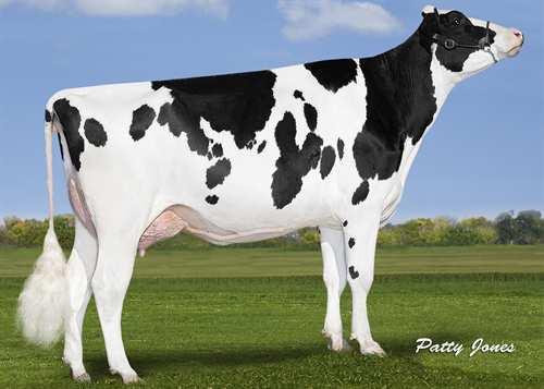 Classic OCONNORS CLASSIC 0200HO10631 1STCLASS x MCCUTCHEN x SNOWMAN ZAHBULLS 1STCLASS SNOWBIZ MCCUTCHEN LOTTIE VG-87-2YR-CAN DE-SU BKM MCCUTCHEN 1174 FREUREHAVEN FGS LUCY VG-86-2YR-CAN 2* FLEVO