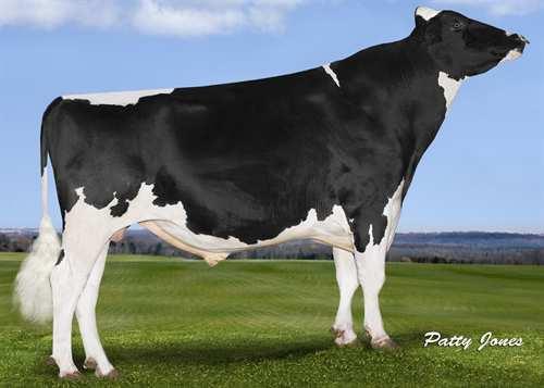 HOWARD-VIEW AFTERHOURS 0200HO02774 AFTERSHOCK x GOLDWYN x IGNITER GLPI +2473 PRO$ 1147 VG-CAN ST BLF BYF CVF Rek #: HOCANM11084205 aaa: 243165 DMS: 246,456