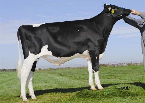 LOOKOUT P EMBRACING 0200HO06473 LAUTHORITY x SHOTTLE x O MAN GLPI +2636 PRO$ 1168 DPF BLF BYF CVF Rek #: HOCANM107381512 aaa: 426315 DMS: 234 Kappakaseiini: AA Beettakaseiini: A2A2 TUOTOS 302 Karjoja
