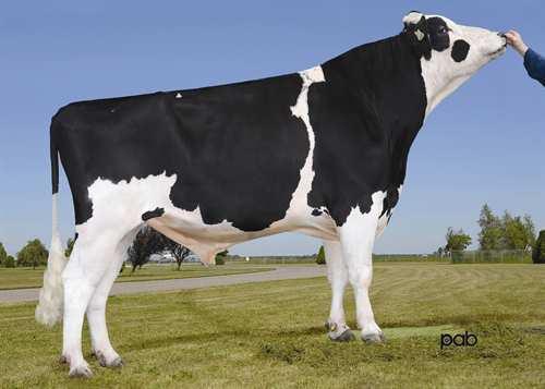 MONUMENT IMPRESSION 0200HO00560 SOCRATES x POTTER x DURHAM GLPI +2759 PRO$ 1667 EX-91-CAN ST DPF RDF BLF BYF CVF Rek #: HOUSAM66382657 aaa: 153264 DMS: 345,135