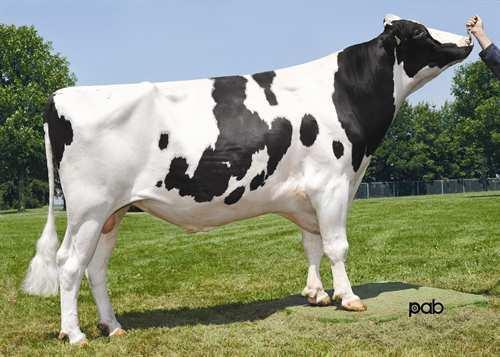 O-BEE KRUSADER 0200HO02600 PLANET x SHOTTLE x BW MARSHALL GLPI +2468 PRO$ 1051 GP-CAN ST DPF BLF BYF CVF Rek #: HOUSAM139986224 aaa: 321456 DMS: 561,456
