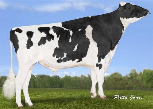 VAL-BISSON DOORMAN 0200HO06480 BOOKEM x SHOTTLE x GOLDWYN GLPI +3046 PRO$ 1548 VG-CAN ST DPF BLF BYF CVF Rek #: HOCANM107281711 aaa: 234615 DMS: 234 Kappakaseiini: AB Beettakaseiini: A2A2 TUOTOS 760