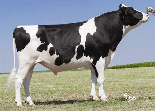 AMIGHETTI NUMERO UNO 0200HO07450 MAN-O-MAN x SHOTTLE x BOSS IRON GLPI +3013 PRO$ 1845 EX-90-HUN ST DPF BLF BYF CVF Rek #: HOITAM17990915143 aaa: 342516 DMS: