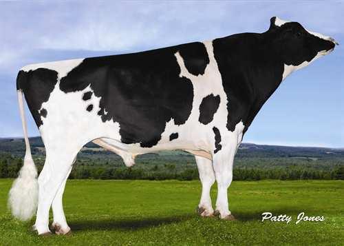 BOFRAN RIVAL 0200HO06300 BRAWLER x GOLDWYN x RUDOLPH GLPI +2719 PRO$ 1402 EX-90-CAN BLF BYF CVF Rek #: HOCANM106381408 aaa: 423615 DMS: 234 Kappakaseiini: AA