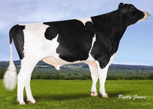 CANGEN PINKMAN 0200HO06320 SUPER x BAXTER x GOLDWYN GLPI +3027 PRO$ 2218 GP-CAN DPF RDF BLF BYF CVF Rek #: HOCANM106569025 aaa: 342165 DMS: 345,135 Kappakaseiini: AB