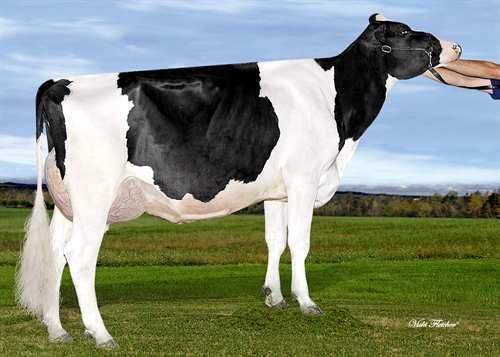 06 Tytärten aikuistuotos (ME) Maito 11,993 kg Rasva 471 kg Valkuainen 372 kg Kestävyys 115 Syntymäindeksi 106 Soluluku 2.