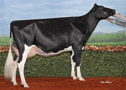 DUCKETT-BH SENNET 0200HO02667 G W ATWOOD x SHOTTLE x FREELANCE GLPI +2625 PRO$ 1077 VG-CAN ST BLF BYF CVF Rek #: HOUSAM69313675 aaa: 234165 DMS: 126,123 Kappakaseiini: AE Beettakaseiini: A1A2 TUOTOS