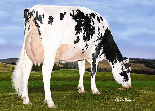 17 Tytärten aikuistuotos (ME) Maito 11,999 kg Rasva 468 kg Valkuainen 386 kg Kestävyys 108 Syntymäindeksi 101 Soluluku 2.