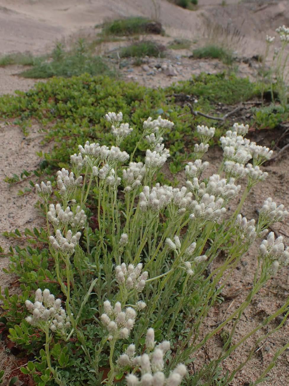 Kissankäpälä (Dianthus arenarius) Raaseporin ekosysteemihotellissa.