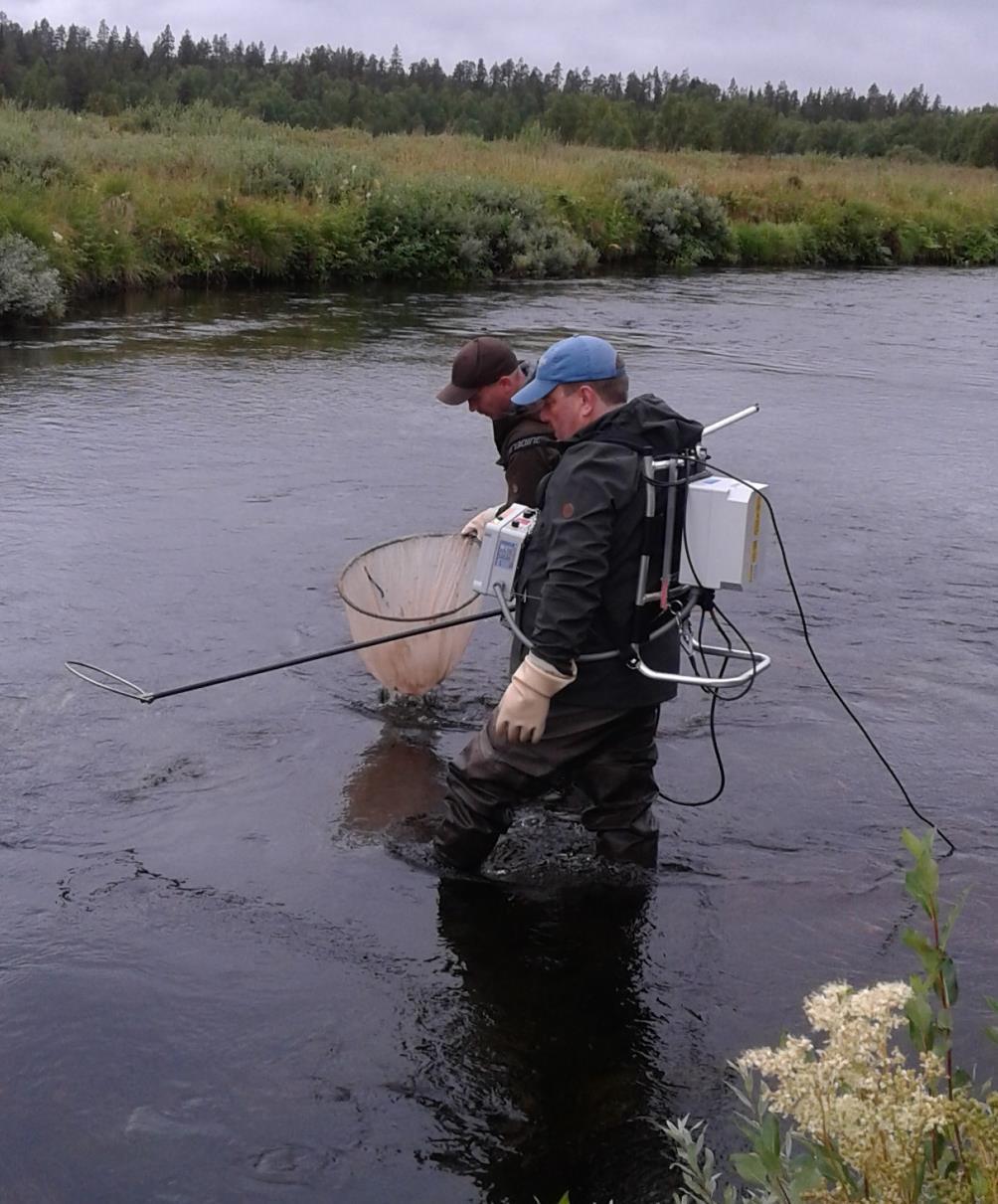 Kalat tunnettava kalastettava alue jos nousueste sähkökalastuspaikan alapuolella, on turha kalastaa sen yläpuolella