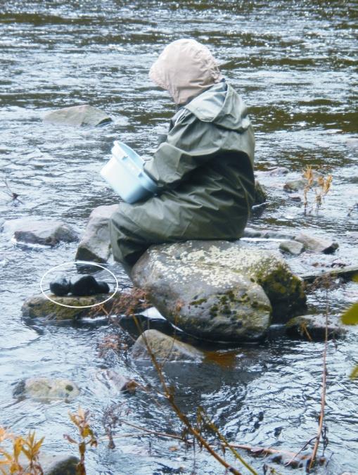 Pohjan piilevät (1/3) Vain kivillä kasvavia piileviä voidaan