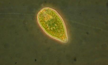 perusteella Biologiset laatutekijät Planktonlevät,