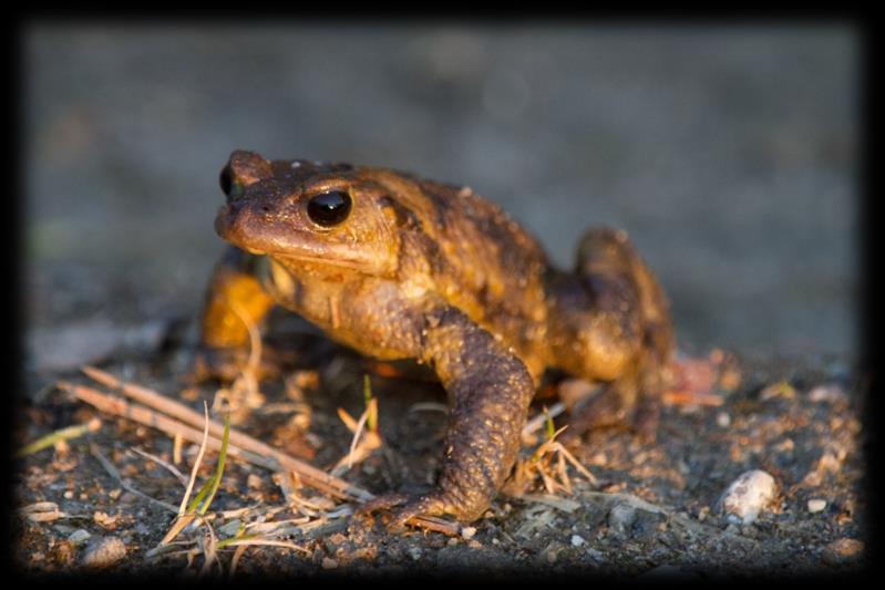 Natura-alueen lähellä suoritettavat toimenpiteet mietittävä tarkemmin Työn ajankohta Työn