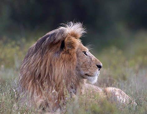 Pe 21.2.2020 Kilimanjaro - Tarangiren kansallispuisto (A, L, P) Safariretkemme käynnistyy aamulla ajomatkalla kohti Tarangiren kansallispuistoa, jonne on reilun kahden tunnin ajomatka hyväkuntoista