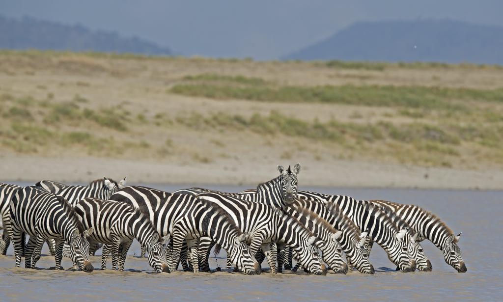 Suomen Kuvausmatkat Oy Tansanian Suursafari Serengeti, Ndutu, Tarangire & Ngorongoro 19.-29.2.2020 Ma 24.2.2020 Ndutun suojelualue (A, L, P) Seuraamme kahden päivän ajan elämää Ndutun ympäristössä.