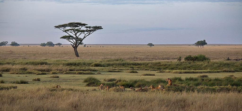 Suomen Kuvausmatkat Oy Tansanian Suursafari Serengeti, Ndutu, Tarangire & Ngorongoro 19.-29