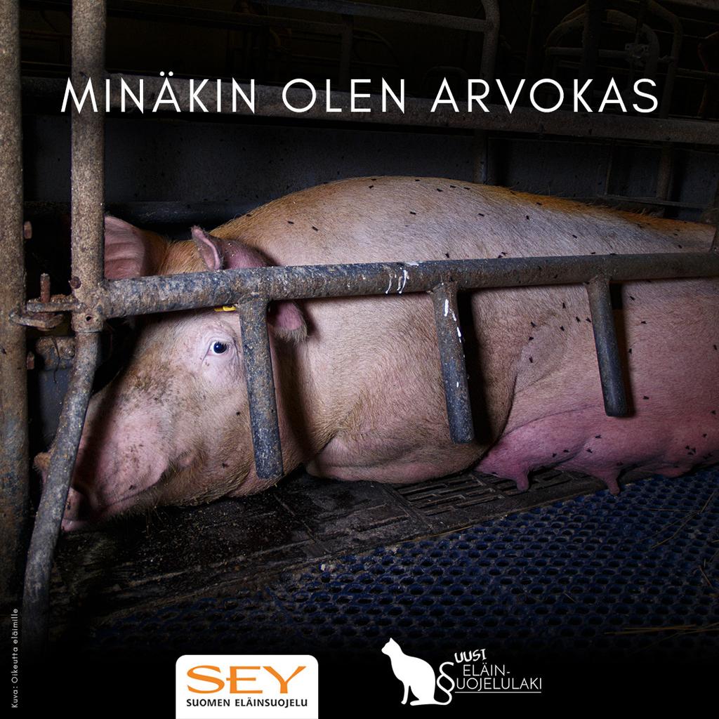 SEY vuosikertomus 8 SEY Suomen Eläinsuojeluyhdistysten liitto (SEY tai liitto) on vahva kansalaisjärjestö ja Suomen suurin, valtakunnallisesti toimiva eläinsuojelujärjestö.