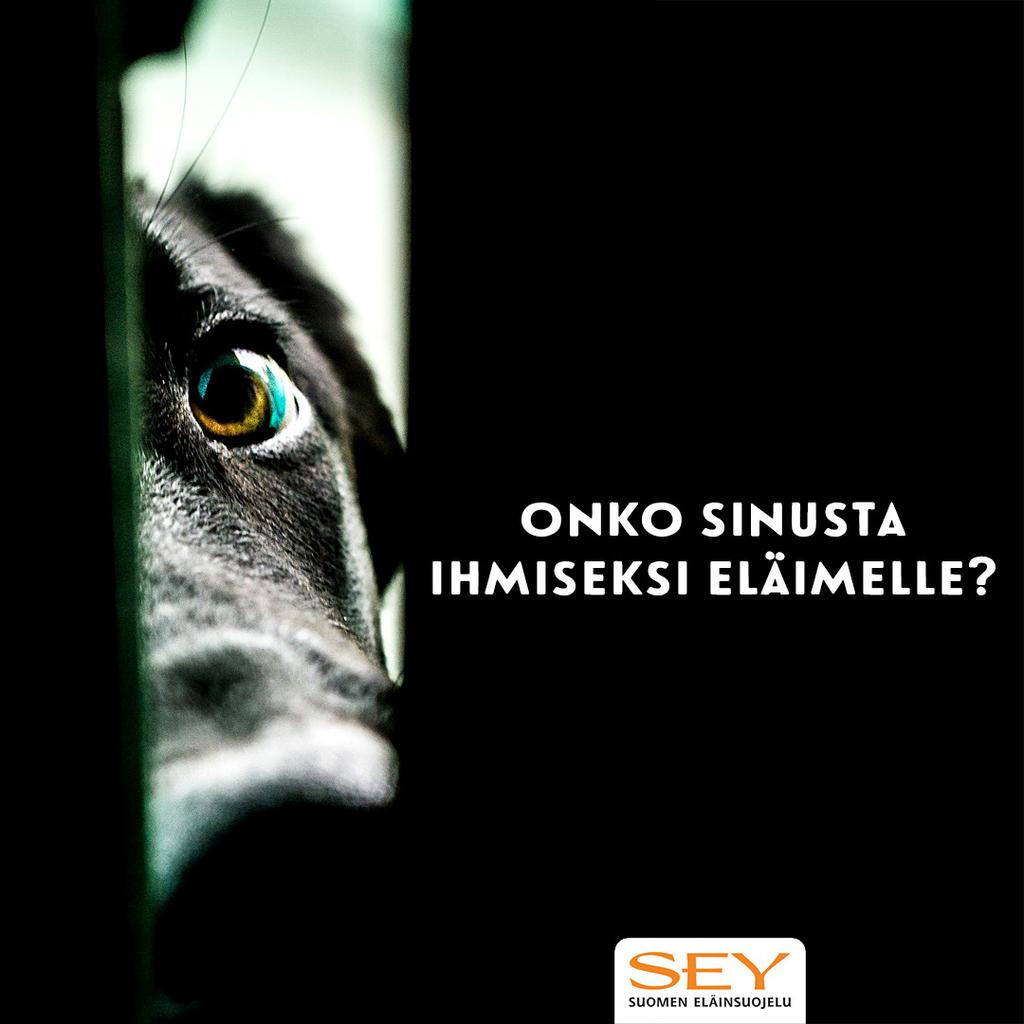 SEY årsberättelse 8 SEY VERKADE INTERNATIONELLT SEY är medlem i Eurogroup for Animals som är takorganisationen för de största djurskyddsorganisationerna inom Europeiska unionen.