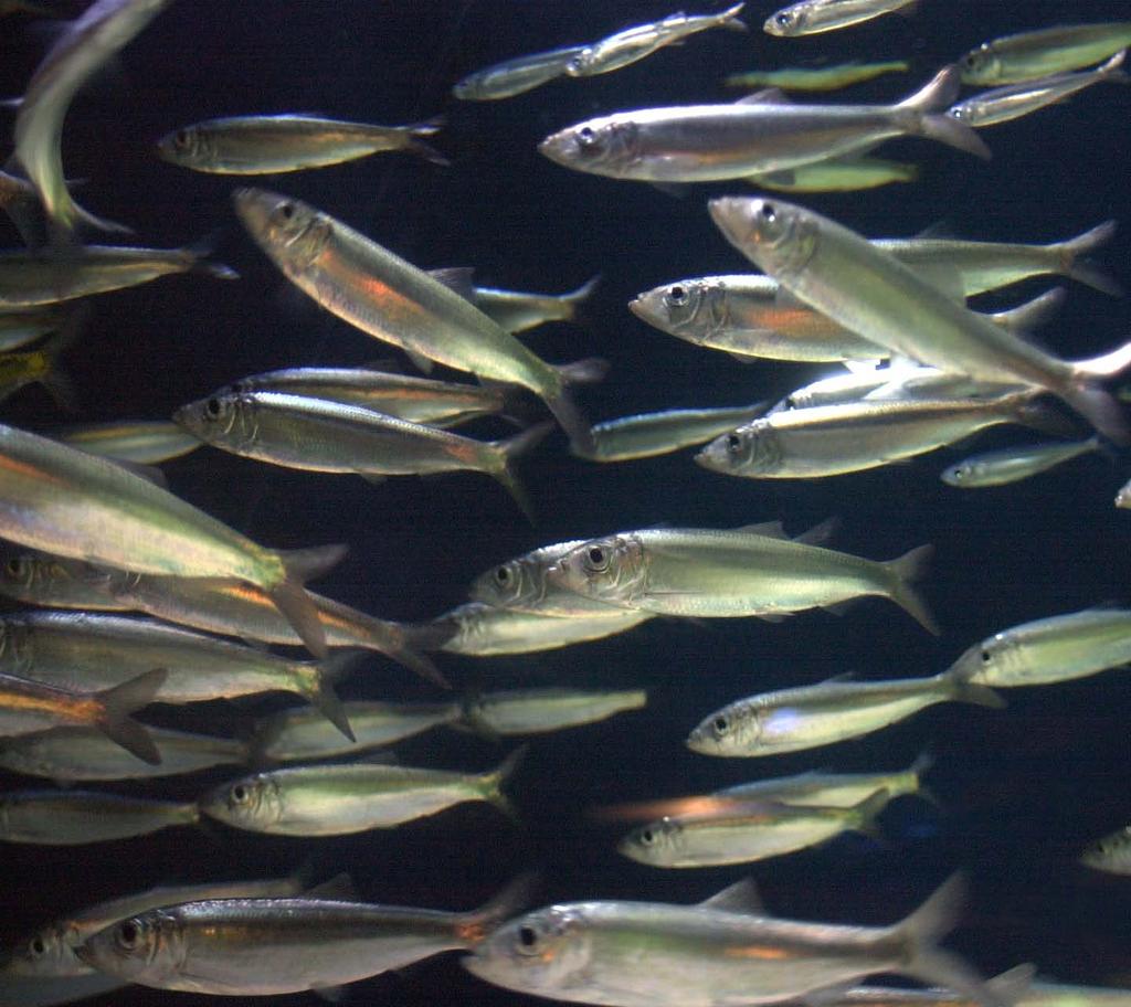 seuranta v.