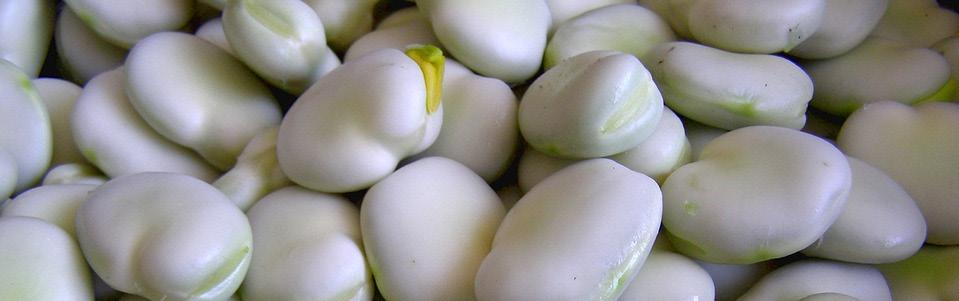 KASVISJÄÄTELÖ Härkäpapu-kasvisjäätelöt Vesi 2000 g Härkäpapujauhe 335 g Suolaa 10 g 1. Punnitse ainekset kattilaan ja kuumenna 15 min koko ajan sekoittaen 100 -asteiseksi 2.