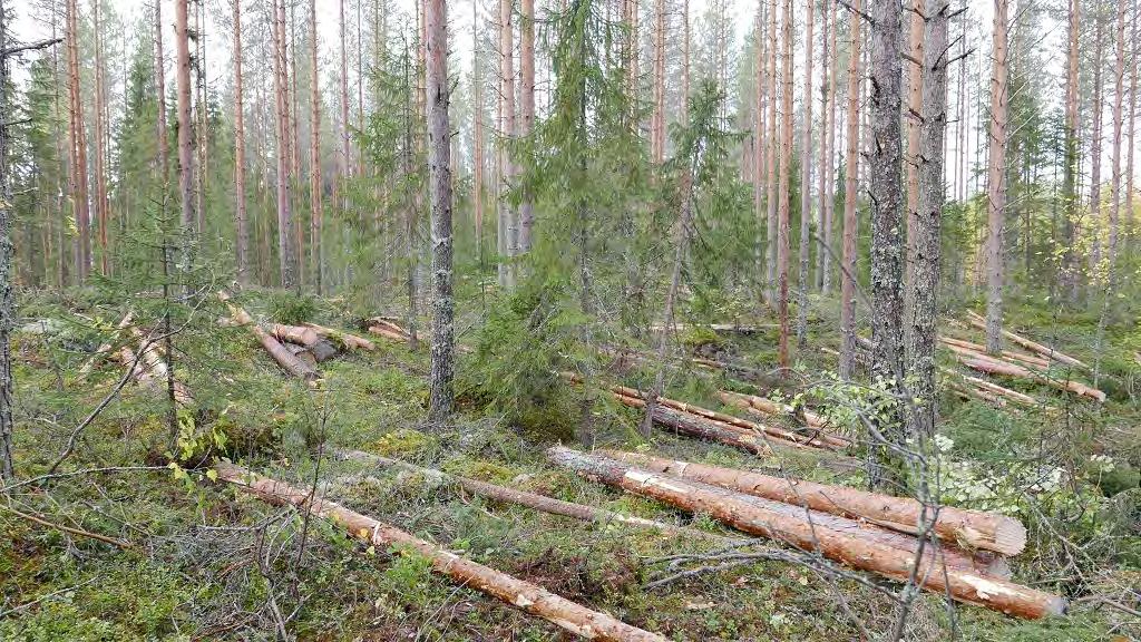 Pohjois-Savossa lähes ¾ hakkuista on puuston harvennuksia Jatkuvan kasvatuksen mukaisia
