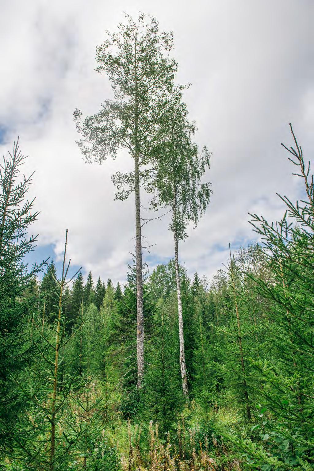 lehtipuut ovat arvokkaita