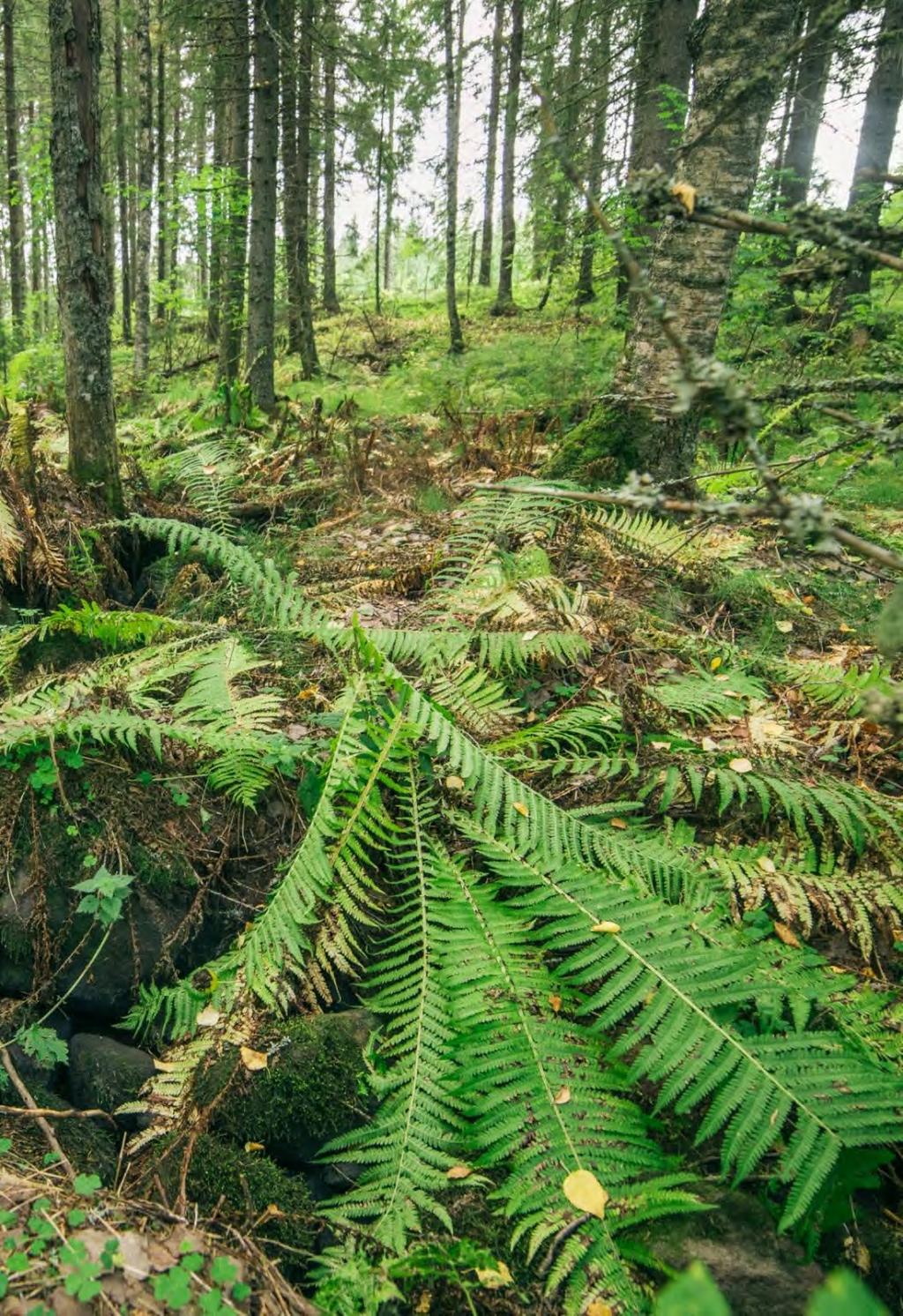 Arvokkaiden luontokohteiden säästäminen Metsälaki rauhoittaa erityisen tärkeät elinympäristöt, kuten purot, lähteet, tietyt suotyypit ja lehtolaikut.