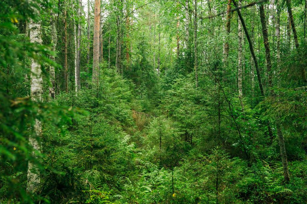 Teollisuuden, metsänhoidon ja hakkuiden sivuvirrat ohjataan energiaksi.