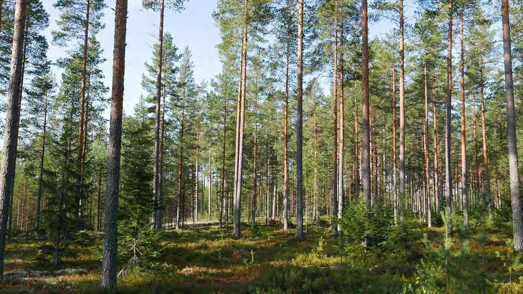 Pohjois-Savon metsät kasvavat 9,5 miljoonaa kuutiometriä vuodessa milj.