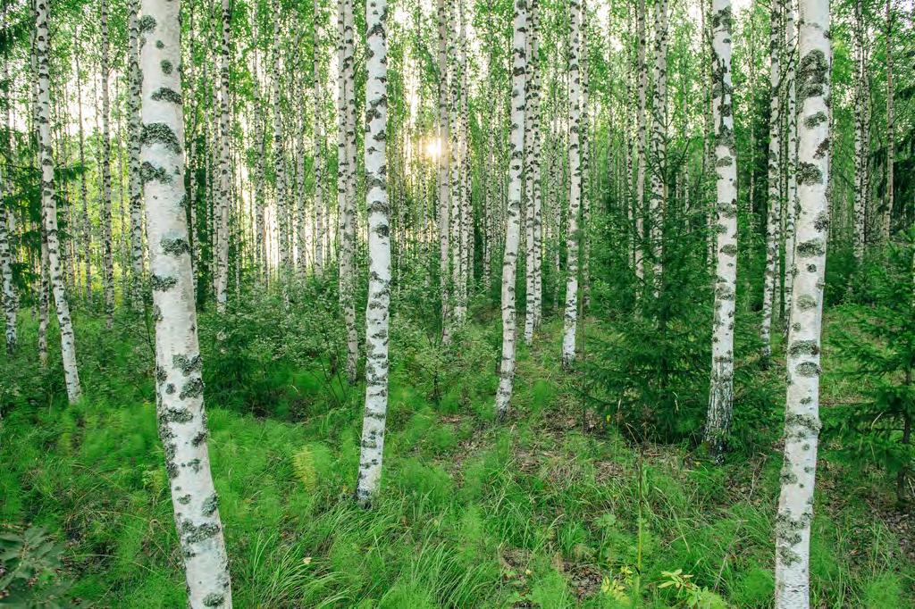 Yksityiset omistavat lähes 33 000 metsälöä.