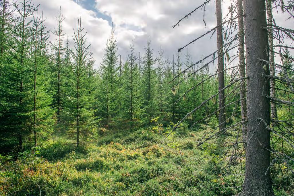 Pohjois-Savossa teemme hakkuita ja metsänhoitoa vuosittain noin 90 000 hehtaarilla Harvennushakkuut Uudistushakkuut 13 300 ha 8 400 ha Kunnostusojitus 2 600 ha Taimikon varhaishoito* 5 300 ha