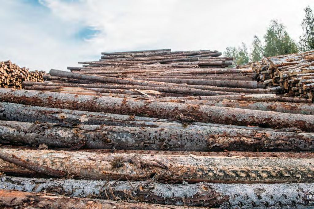 Pohjois-Savossa korjaamme teollisuuspuuta 6 miljoonaa
