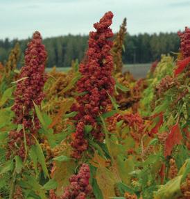 Myös kylvö kannattaa tehdä vasta, kun maa on lämmennyt, yleensä touko kesäkuun vaihteessa. Hyvä alkukehitys on tarpeen, jotta kvinoa pärjää kilpailussa rikkakasveja vastaan.