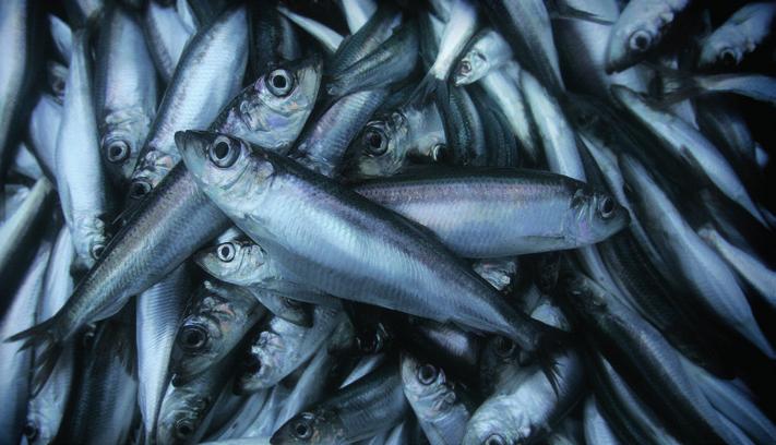 24 proteiinin uudet lähteet KALAN KÄYTTÖÄ LISÄTÄÄN Kala on terveellistä ravintoa. Sen syöminen parantaa muun muassa veren rasva-arvoja. Keskivertosuomalainen syö 15 kiloa kalaa vuodessa.