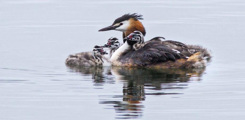 LINNUSTONSEURANTA Silkkiuikku on järvien ja merenlahtien laji, jonka kanta on taantunut. The Great Crested Grebe Podiceps cristatus population has been declining.