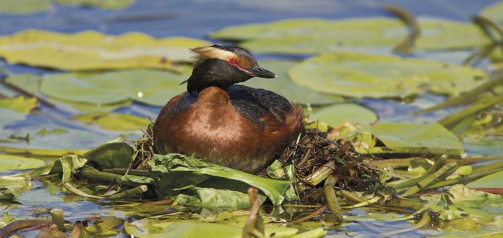 SISÄVESIEN VESILINTUJEN KANNANVAIHTELUT 1986 2018 Mustakurkku-uikku Podiceps auritus Nokikana Fulica atra 250 200 150 50 20 0 Mustakurkku-uikun kanta taantui voimakkaasti 1990-luvulla.