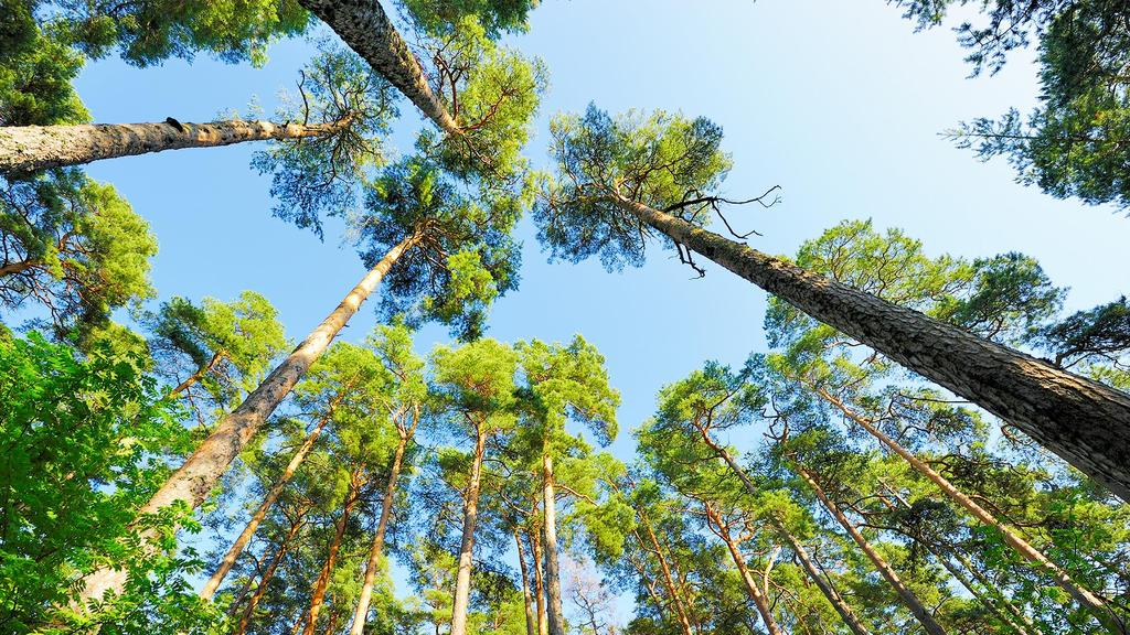 KEMIJÄRVEN BIOJALOSTAMO Boreal Bioref Oy:n tavoite; Tehdään biojalostamon rakentamista koskeva