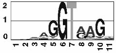 alignment 6 Comparative Genomics 7 Evolutionary Theory TCTGCTT