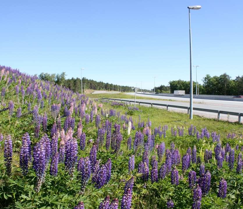 TYÖ JATKUU HELSINGISSÄ Vieraslajien leviämisen estäminen ja torjunta - Kehitetään ohjeistusta yhteistyössä HSY.