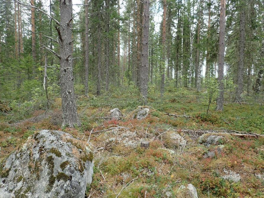 9 Yleiskuva ampumaradan kaakkoispuolelta, Kukkulan länsipuolelta. Pohjoiseen. Yleiskuva kirkon koillispuolelta Kotiharjusta. Koilliseen.