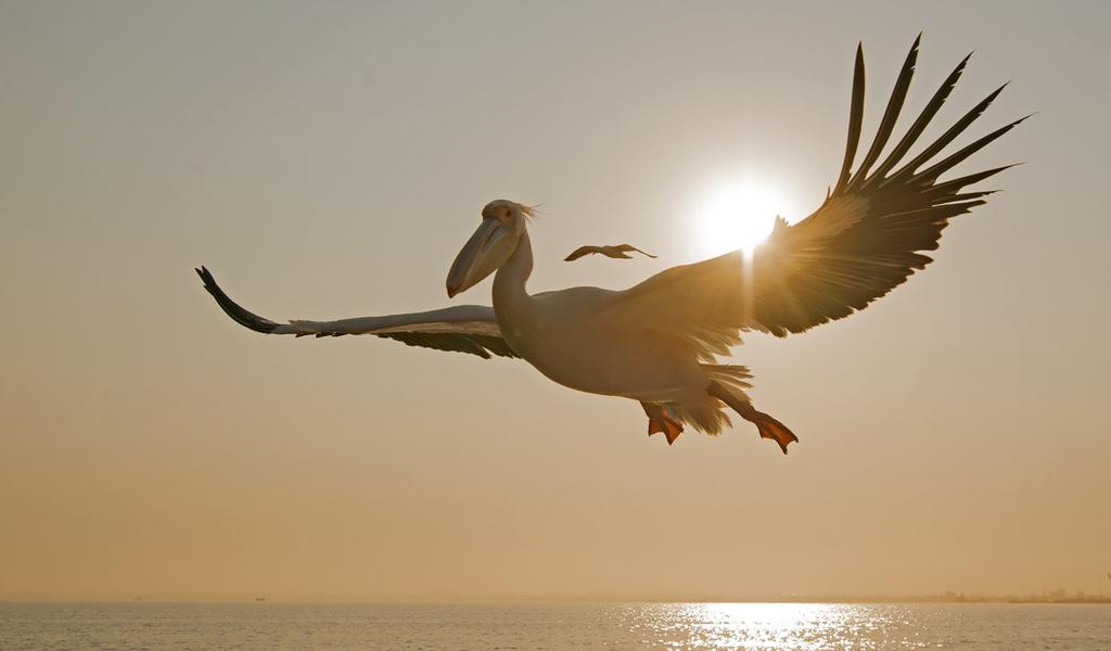 La 14.9.2019 Swakopmund, Walvis Bay (A, P) Täysi retkipäivä Walvis Bayn alueella. Aamulla lähdemme omalla aluksella pelikaaniristeilylle Walvis Bayn edustalla.