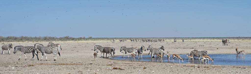Muihin Afrikan kansallispuistoihin verrattuna Etosha on silti hyvin erilainen. Pääosa puistosta on kuivaa lähes ilman kasvillisuutta olevaa autiomaata.