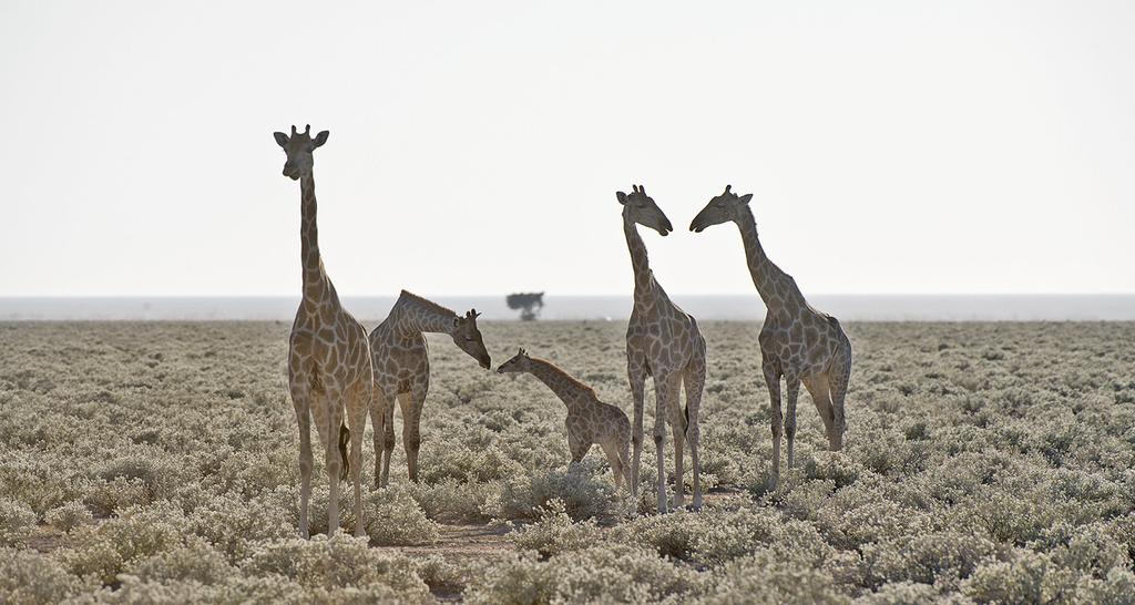 Ensimmäiseksi illaksi palaamme puiston rajalla olevalle Eldorado lodgelle. Majoittuminen: Eldorado Lodge tai vastaava. To 19.9.2019 Etosha (A, L, P) Täysi retkipäivä Etoshan kansallispuistossa.